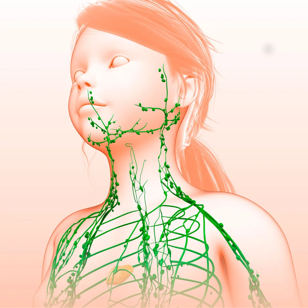 lymph system