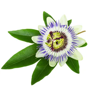 Passion Flower